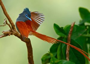 Chris-Krog-Paradise-Flycatcher