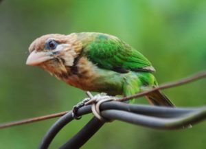 Green-barbet