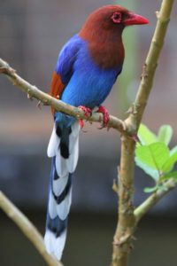 blue magpie